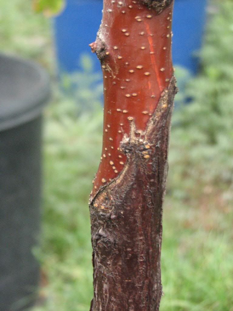 photo outdoorfruit029_zps6cefd74d.jpg